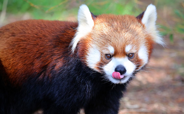 Miyazaki City Phoenix Zoo : Guide, Location and Hotels | MYSTAYS Miyazaki City Phoenix Zoo : Guide, Location and Hotels | MYSTAYS