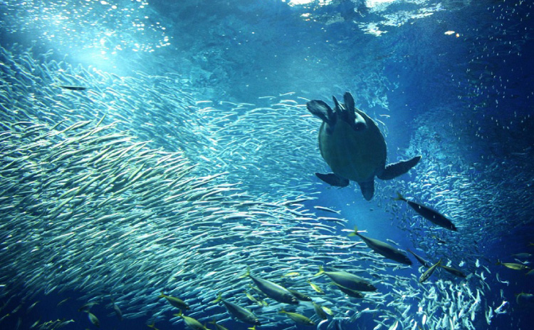 アクアワールド茨城県大洗水族館 茨城 トラベルガイド ホテル マイステイズ Mystays