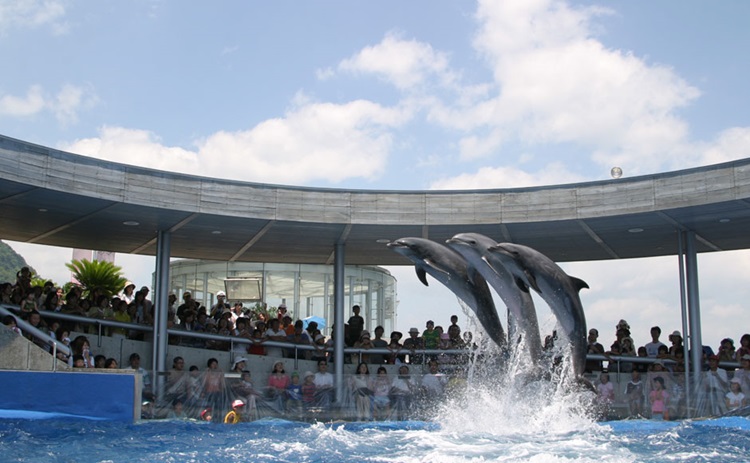 大分マリーンパレス水族館 うみたまご 大分 トラベルガイド ホテル マイステイズ Mystays