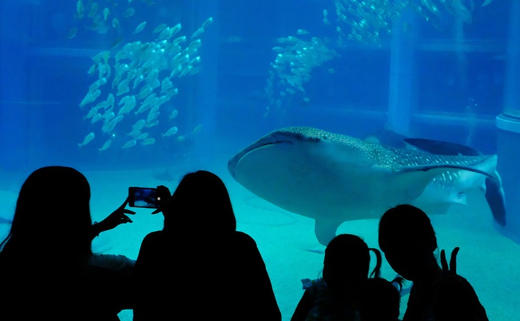 海遊館 トラベルガイド ホテル マイステイズ Mystays