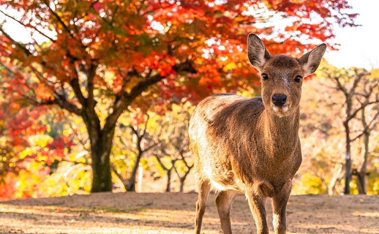 奈良公園 奈良 トラベルガイド ホテル マイステイズ Mystays