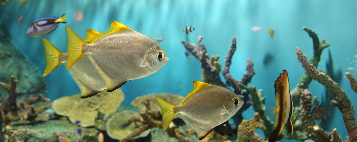 しながわ水族館 品川 ガイド ホテル マイステイズ Mystays