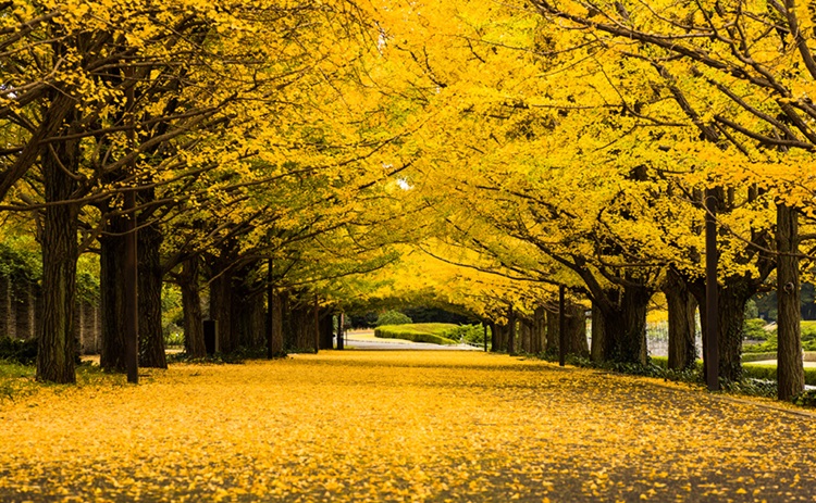 国営昭和記念公園 立川 トラベルガイド ホテル マイステイズ Mystays