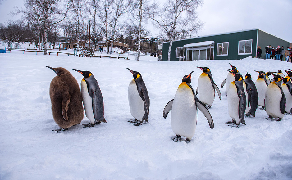 Asahiyama Zoo | [Official] MYSTAYS HOTEL GROUP